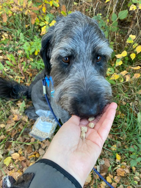 Myke godbiter Struts og Fjærfe