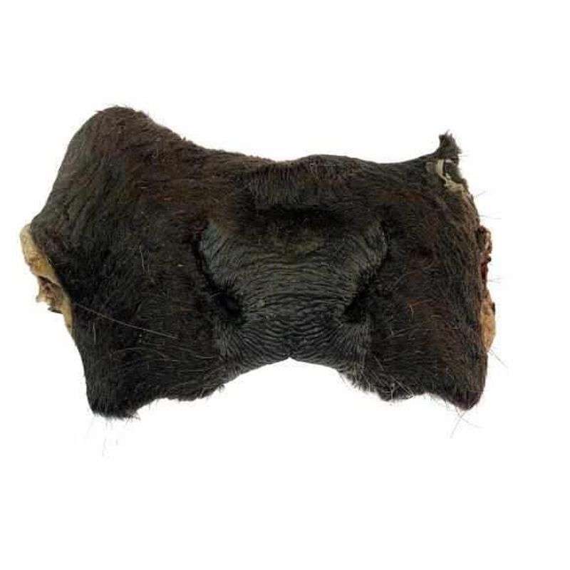 Storfe Snute med pels